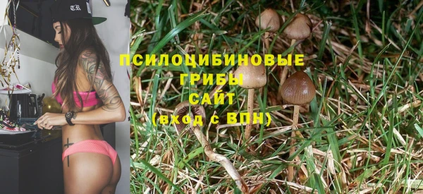 стаф Аркадак